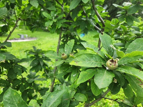 Medlar Fruit u4.jpg